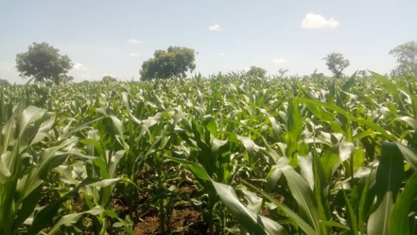 Figure 3: A photo of Mr. Ogwal J. Kenneth’s maize plantation that he started amidst the pandemic.